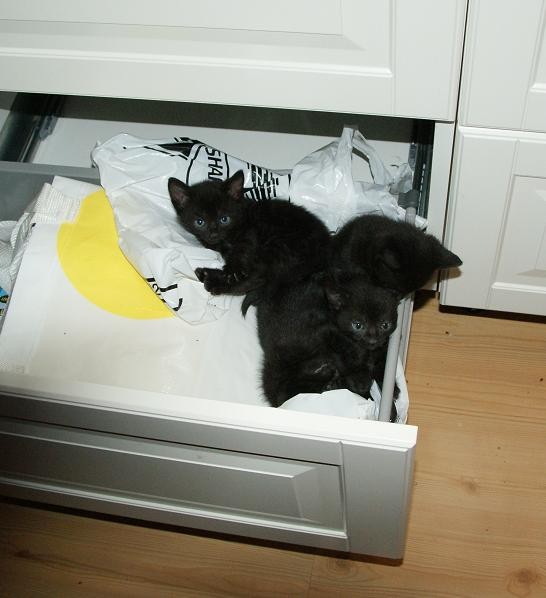 kattilåda.jpg